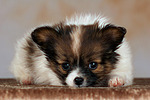 liegender Papillon Welpe / lying papillon puppy