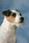 Parson Russell Terrier