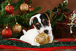 Parson Russell Terrier Welpe zu Weihnachten / PRT puppy at christmas