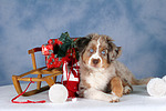 Miniature Australian Shepherd Welpe / miniature australian shepherd puppy