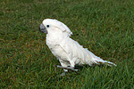 Kakadu im Gras / cockatoo in grass