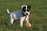 stehender Parson Russell Terrier Welpe / standing PRT puppy