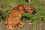 Rhodesian Ridgeback Welpe / rhodesian ridgeback puppy