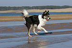 rennender Border Collie am Strand / running Border Collie at beach