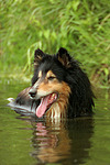 badender Langhaarcollie / bathing longhaired collie