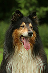 Langhaarcollie Portrait / longhaired collie portrait