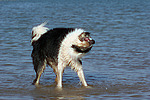 Border Collie schüttelt sich / shaking Border Collie