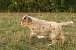 Miniature Australian Shepherd Welpe / miniature australian shepherd puppy