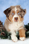 Miniature Australian Shepherd Welpe / miniature australian shepherd puppy