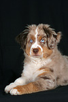 Miniature Australian Shepherd Welpe / miniature australian shepherd puppy