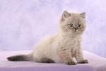 sitzendes Perser Colourpoint Kätzchen / sitting persian colourpoint kitten