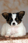 liegender Papillon Welpe / lying papillon puppy