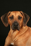 Rhodesian Ridgeback