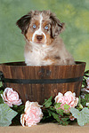 Miniature Australian Shepherd Welpe / miniature australian shepherd puppy