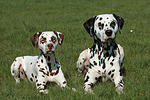 Dalmatiner / dalmatian