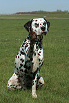 Dalmatiner / dalmatian