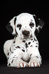 Dalmatiner Welpe / dalmatian puppy