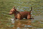 Rehpinscher / miniature pinscher