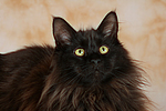 Maine Coon