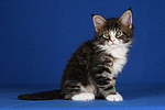 Maine Coon Kätzchen / maine coon kitten