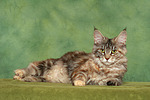 Maine Coon