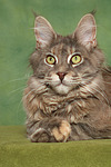 Maine Coon