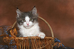 Maine Coon Kätzchen / maine coon kitten