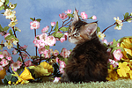 Maine Coon Kätzchen / maine coon kitten