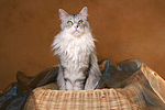 sitzende Maine Coon / sitting Maine Coon