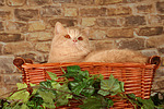 Britisch Kurzhaar / british shorthair