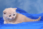 Britisch Kurzhaar Kätchen / british shorthair kitten