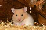 Goldhamster / golden hamster