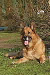 liegender Deutscher Schäferhund / lying German Shepherd