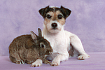 Parson Russell Terrier und Zwergkaninchen / dog and dwarf rabbit