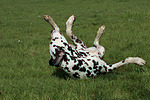 Dalmatiner / dalmatian