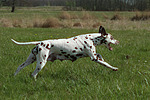 Dalmatiner / dalmatian