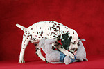 Dalmatiner Welpe / dalmatian puppy