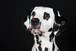 Dalmatiner / dalmatian