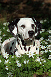 Dalmatiner / dalmatian