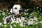 Dalmatiner / dalmatian