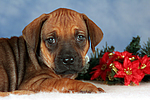 Rhodesian Ridgeback Welpe / rhodesian ridgeback puppy