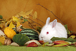 Zwergkaninchen / dwarf rabbit