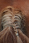 Haflinger mit geflochtenem Schweif / haflinger horse tail