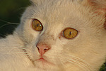 Hauskatze Portrait / domestic cat portait
