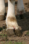 Rind Klaue / cattle hoof