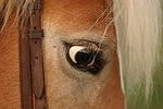 Haflinger Auge / haflinger horse eye