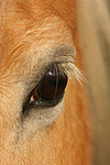 Haflinger Auge / haflinger horse eye