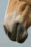 Haflinger Maul / haflinger horse mouth
