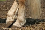 Haflinger Hufe / haflinger horse hoofs