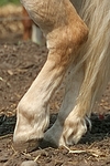 Haflinger Hufe / haflinger horse hoofs